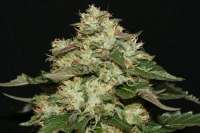 Bild von AlpineSeeds (OG Kush-LemonLarry)