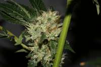 Bild von AlpineSeeds (OG Kush-LemonLarry)