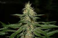 Bild von AlpineSeeds (OG Kush-LemonLarry)