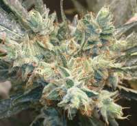 Bild von Weedlife (OG Kush-LemonLarry)