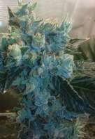 Bild von Weedlife (OG Kush-LemonLarry)