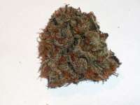 Bild von eufrat (OG Kush-LemonLarry 1 1)