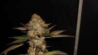 Alpine-Seeds OG.Kush-LemonLarry IBL - ein Foto von tuco2co