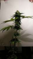 Bild von WeedOxid (OG Kush-LemonLarry x DeepChunk)