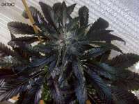 Bild von Stamina (OG Kush-LemonLarry x DeepChunk)