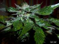 Bild von Stamina (OG Kush-LemonLarry x DeepChunk)