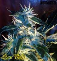 Alpine-Seeds OG.Kush-LemonLarry x ECSD BX1 - ein Foto von Weedlife