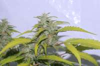 Bild von alpineseeds1 (SPG Breeding Line 1)