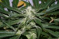 Bild von AlpineSeeds (Sweet Chunk)