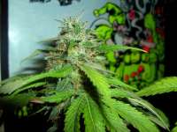 Alpine-Seeds Sweet Chunk - ein Foto von Stamina