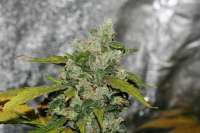 Bild von alpineseeds11 (Sweet Chunk BX1)