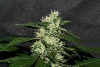 Bild von alpineseeds11 (Sweet Chunk BX1)