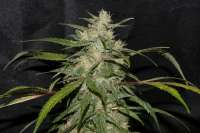 Bild von alpineseeds11 (Sweet Chunk BX1)