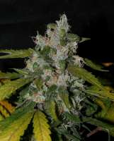 Bild von alpineseeds11 (Sweet Chunk BX1)