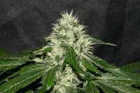 Bild von alpineseeds11 (Sweet Chunk BX1)