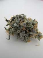 Alpine-Seeds Sweet Chunk BX1 - ein Foto von thegreen