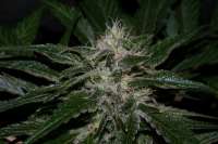 Bild von alpineseeds1 (Sweet Chunk S1)