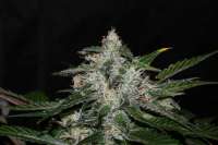 Bild von alpineseeds1 (Sweet Chunk S1)