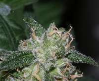 Bild von alpineseeds1 (Sweet Pink Grapefruit)