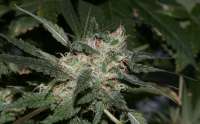 Bild von alpineseeds1 (Sweet Pink Grapefruit)