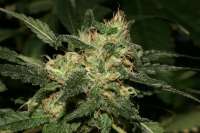 Bild von AlpineSeeds (Sweet Pink Grapefruit S1)