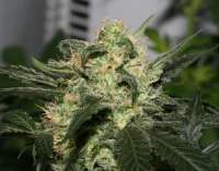 Bild von AlpineSeeds (Sweet Pink Grapefruit S1)