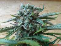 Bild von JAHJAHChildren (Sweet Pink Grapefruit S1)