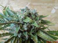 Bild von JAHJAHChildren (Sweet Pink Grapefruit S1)