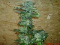 Bild von JAHJAHChildren (Sweet Pink Grapefruit S1)