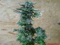 Bild von JAHJAHChildren (Sweet Pink Grapefruit S1)