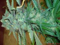 Bild von JAHJAHChildren (Sweet Pink Grapefruit S1)