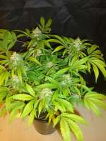 Alpine-Seeds Sweet Tooth 4 - ein Foto von MrOrganic