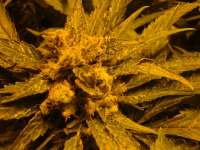 Alpine-Seeds Sweet Tooth 4 - ein Foto von MrOrganic