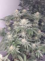 Alpine-Seeds Victory Kush - ein Foto von Yffits