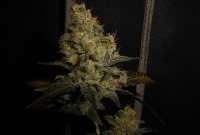 Alpine-Seeds X-Dog - ein Foto von tuco2co