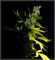 Amadeus Genetics Bizarre Lights - ein Foto von Chants