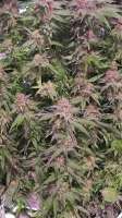 Ambitious Seeds Ambitious Sweet Ape - ein Foto von Avi215