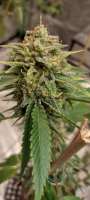 Amish Warrior Seeds Poo Choo Train - ein Foto von 420meowmeowmeow