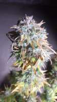 Anesia Seeds Fat Monkey Auto - ein Foto von zoobzoob23