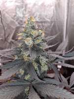 Anesia Seeds Imperium X - ein Foto von zoobzoob23