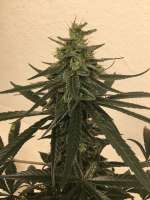 Antenna Seeds Antenna Cripbubble - ein Foto von CaptainMonkeynuts