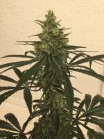 Antenna Seeds Antenna Cripbubble - ein Foto von CaptainMonkeynuts