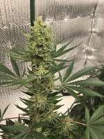 Antenna Seeds Antenna Gorilla Haze - ein Foto von CaptainMonkeynuts