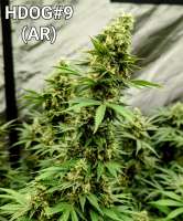 Anthony Renee Genetics Hot Dog OG - ein Foto von Craigger77