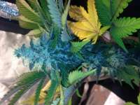 Bild von Stifmeister (Girl Scout Cookies Forum Cookies)