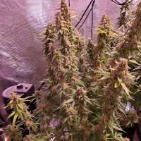 Archive Seed Bank Poochie Love - ein Foto von Dgtgrowlabs