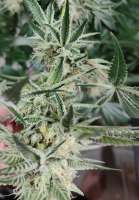 Arctic Genetics Black Moon - ein Foto von Julius