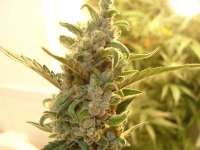 Auto Seeds Berry Ryder - ein Foto von DankyMoon