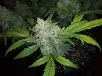 Auto Seeds Berry Ryder - ein Foto von ewrecc420