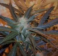 Bild von FarmerWhiskers (Girl Scout Cookies Auto)